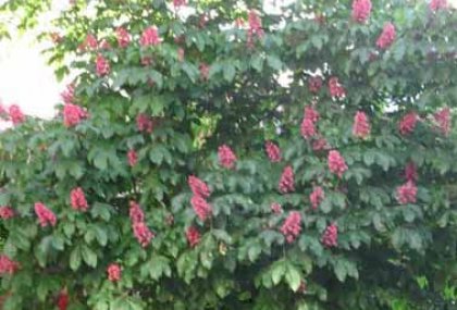AESCULUS X CARNEA (KIRMIZI ÇİÇEKLİ AT KESTANESİ)